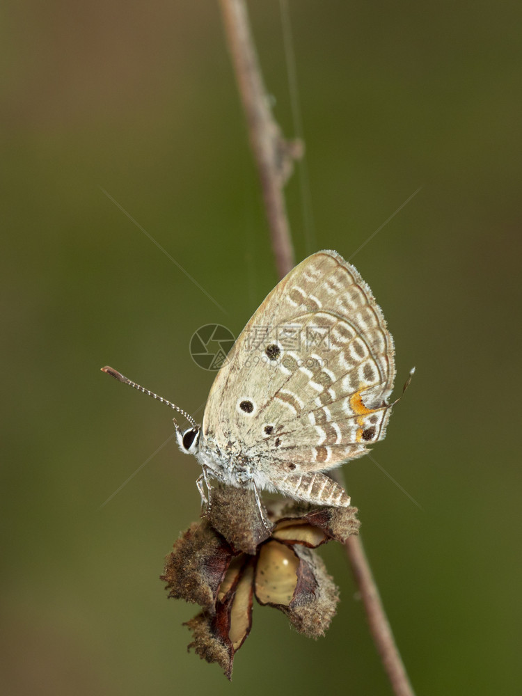 棕色树枝上的浅蝴蝶Chiladespandava的图像昆虫动物图片