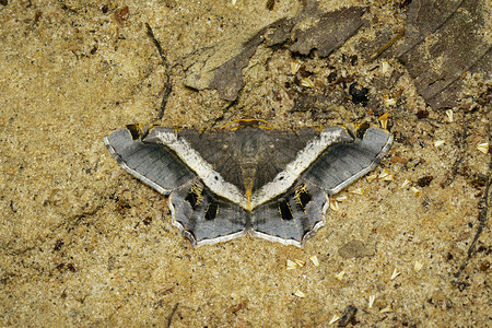 飞蛾或蝴蝶somothisaeleonora在地面的图像昆虫动物图片