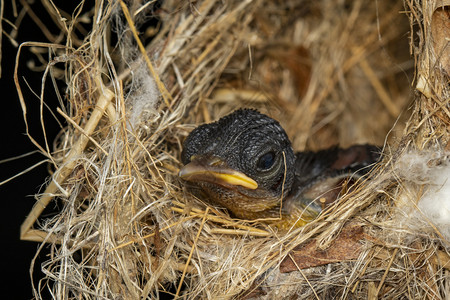 鸟巢里的新生图像动物图片