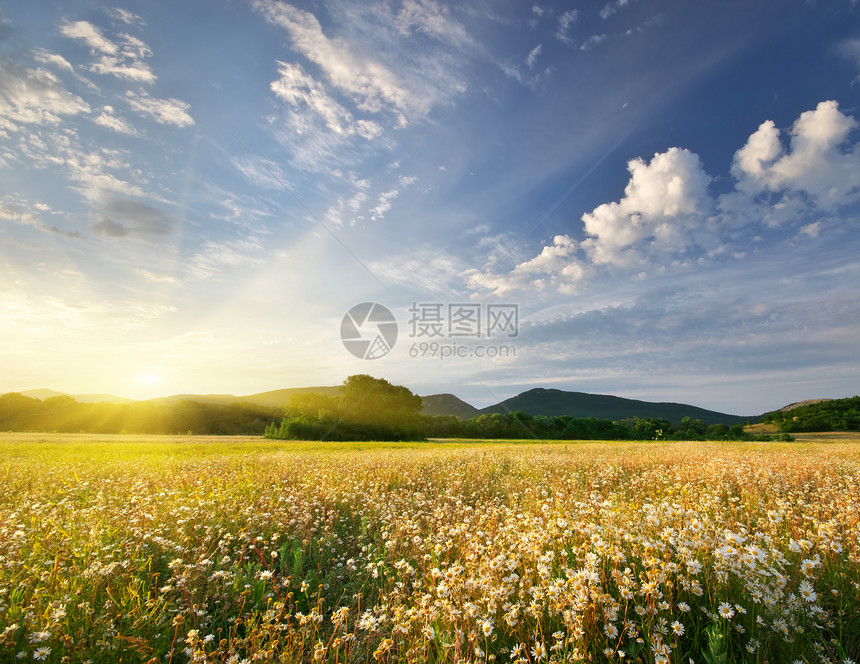 草原上的春菊花美丽风景图片