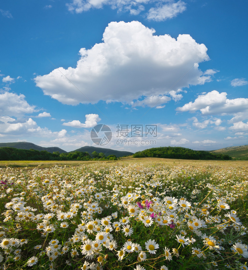 草原上的春菊花美丽风景图片