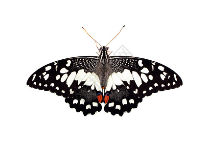 石灰蝴蝶Papiliodemoleus图像与白色背景隔绝昆虫动物图片