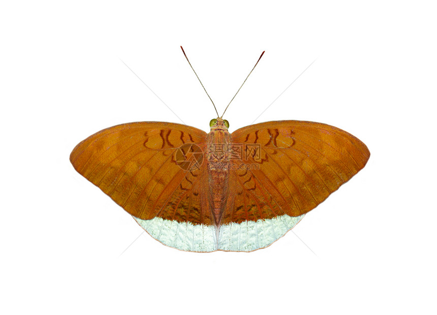 男常见耳蝴蝶Tanaeciajuliiodilina被白色背景隔离的图像图片