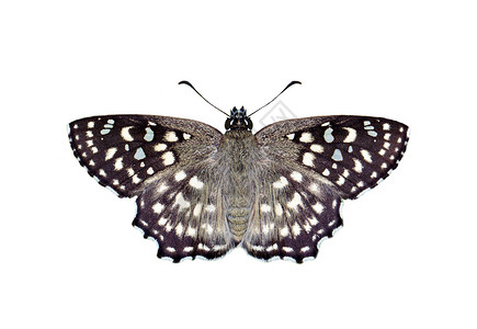 斑点蝴蝶阿查蒂娜高清图片