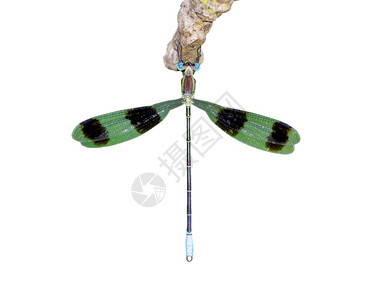 绿色鳞毛蕨生动的野生动物高清图片