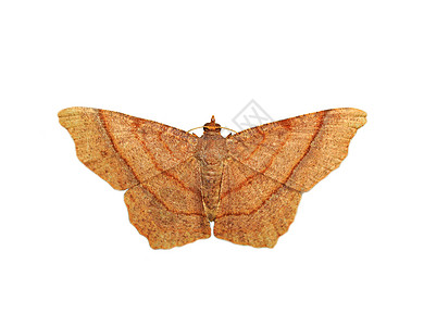 棕色蝴蝶Moth的图像在白色背景中被隔离昆虫动物图片