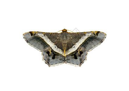 摆脱在白色背景中隔离的飞蛾或蝴蝶somothisaeleonora图像昆虫动物背景