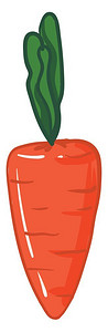新鲜成熟的胡萝卜绿色叶子向量彩色图画或插图片