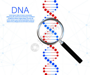 线框模型DNA遗传学插画