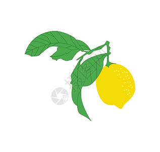 黄色的新鲜成熟柠檬上面有绿叶子矢量颜色图画或插图片