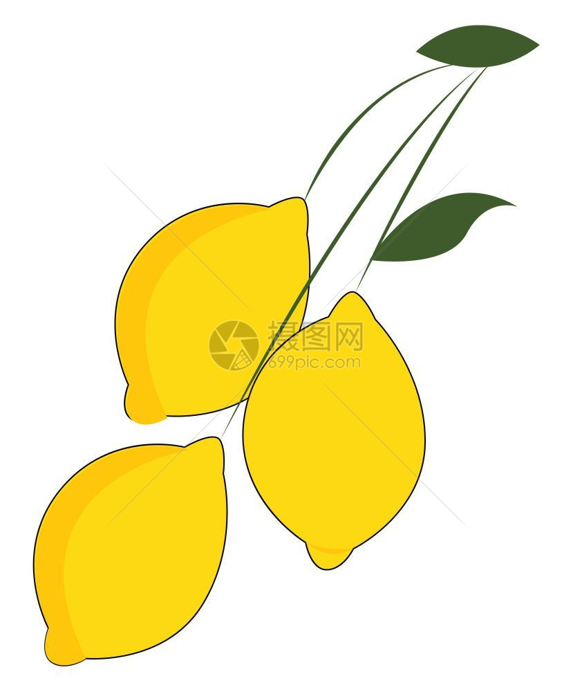 由三个明亮黄色柠檬组成的滑板分别挂在长的和细尾巴上还有两个叶矢量彩色图画或插图片