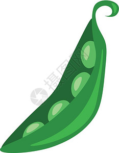 豌豆豆荚一种新鲜绿豆片被剥皮的矢量彩色绘画或插图插画