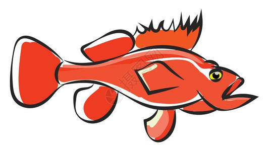 张嘴的鱼橙色海洋鱼贝的滑轮有荧光彩色眼睛和尖钉状短鳍在张嘴开放的矢量彩色绘画或插图中游动插画