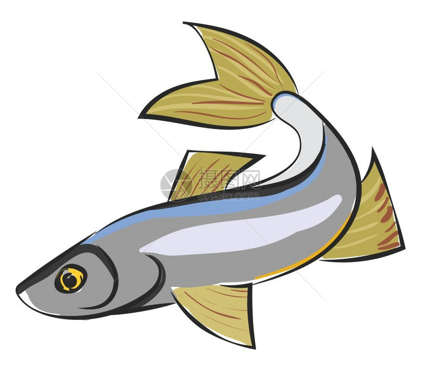 具有简化银形金黄眼睛绿色鳍和桨形尾或鳍的西格鱼滑板彩色绘画或插图图片