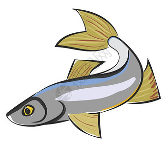蝎尾鱼具有简化银形金黄眼睛绿色鳍和桨形尾或鳍的西格鱼滑板彩色绘画或插图插画