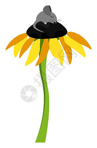 细尾獴一只可爱的小黑老鼠睡在高向日葵植物的花粉盘上长的细绿色尾叶矢量彩图画或插上插画