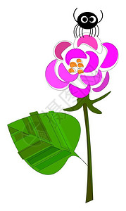 细尾獴坐在玫瑰植物花粉圆盘上的黑色蜘蛛底矢量彩色图画或插上有细尾和大片叶子插画