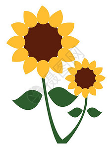 向日葵植物有两只花头的向日葵植物外面有亮黄色的光花纹矢量彩色图画或插中有棕色盘花纹背景图片