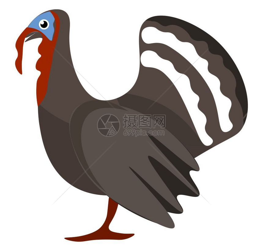 一只土耳其鸟蓝秃头以及挂在嘴矢量彩色图画或插顶部的独特红色肉片或发光图片