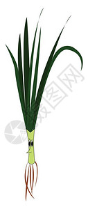洋葱植物绿色洋葱向量彩色绘画或插图的漫插画