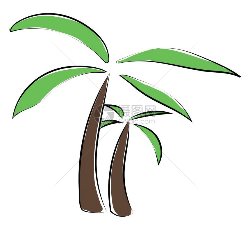 两棵棕榈树相邻有绿叶向量彩色图画或插图片