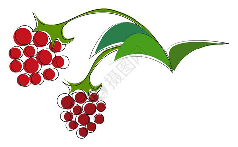两片成熟的草莓挂在绿藤上面有叶向量彩色图画或插图片