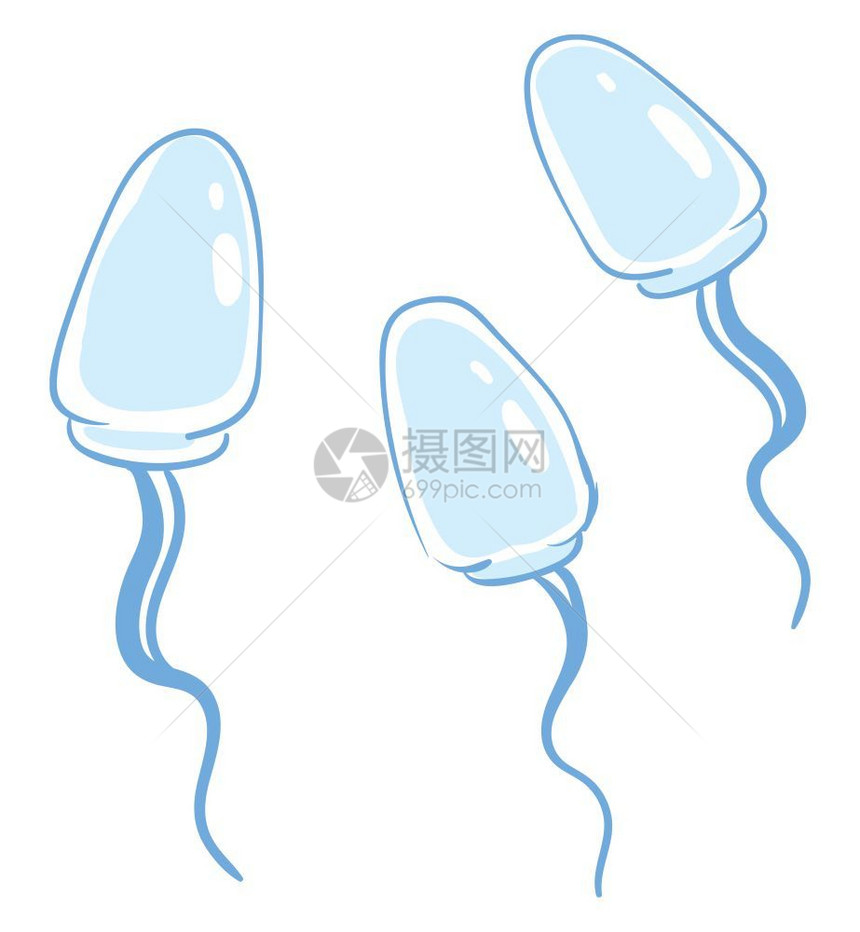 绘画一组蓝精子旅途中的男生殖细胞上行矢量彩色绘画或插图图片