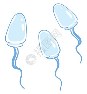 生育能力绘画一组蓝精子旅途中的男生殖细胞上行矢量彩色绘画或插图插画