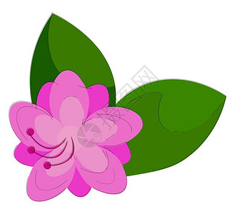 紫色的花朵春天开的灌木看上去很可爱有深棕色彩的花纹和两个绿叶矢量彩色图画或插背景图片