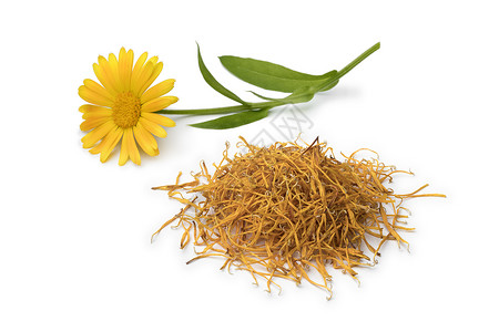 Calendula花朵和大量白底孤立的干叶图片