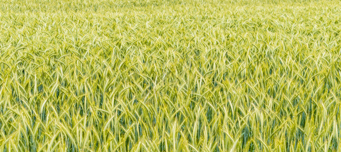 小麦便全景农村图片