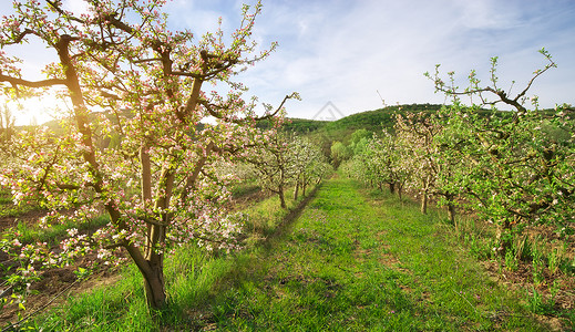 花园里的苹果树春天自然成分图片