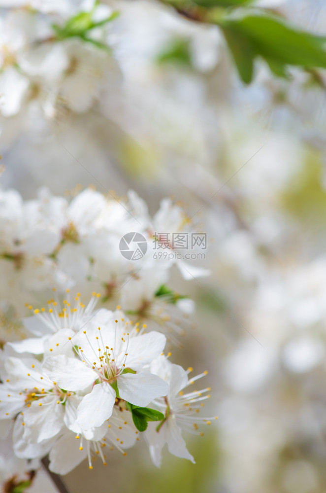 白色背景的春天苹果花图片