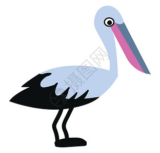 鹈鹕科水禽统称卡通可爱鹈鹕矢量插图插画