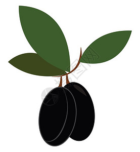 黑橄榄在小树枝矢量彩色图画或插上有三片奥瓦尔形深绿色叶子的黑漫画橄榄插画