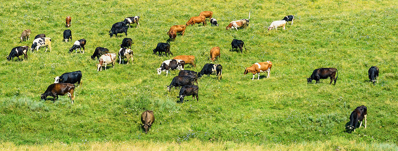 牛群在绿春草原上放牧复制文字空间图片
