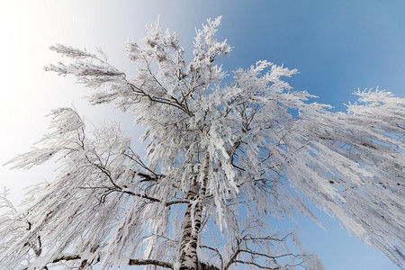 1月的雪和霜覆盖了树木奥地利冬季图片