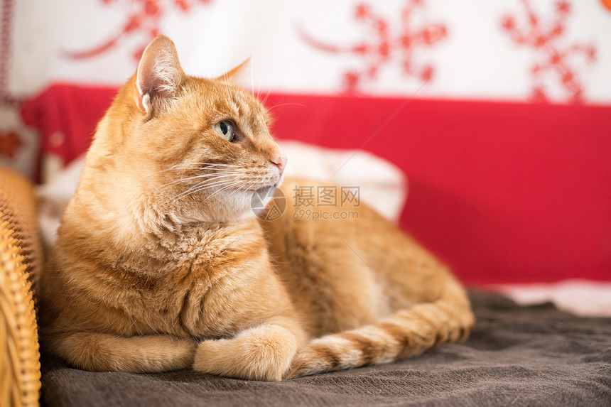 贴近红猫咪在家放松的画面图片