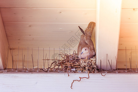 鸽子坐在鸟巢里孵蛋背景图片