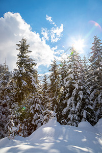 冬季风景有雪树和蓝天空高清图片