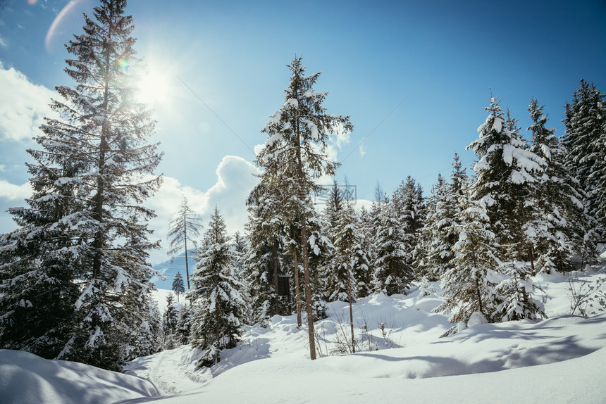 冬季风景有雪树和蓝天空图片