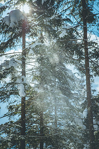 冬季风景与雪树正在降下图片