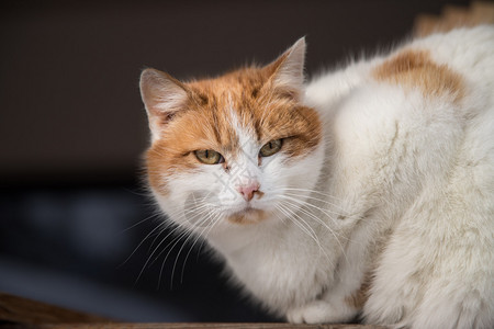 近距离的画面一只黑人猫坐在外面冬天图片