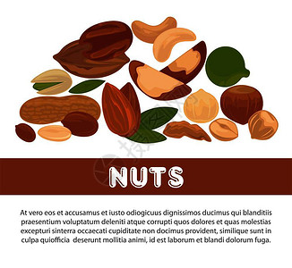 澳洲坚果籽果仁有机营养和原始饮食信息海报设计模板腰果或杏仁和花生核桃或栗子的矢量固定组合用于素食坚果营养有机和原始饮食信息海报设计模板插画