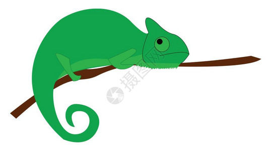 一个绿色的蜥蜴图片