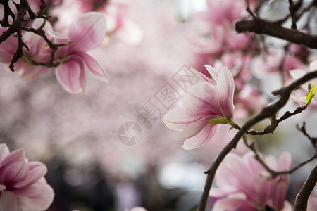 夕颜花新鲜美丽的木兰花春天粉色和白的颜背景