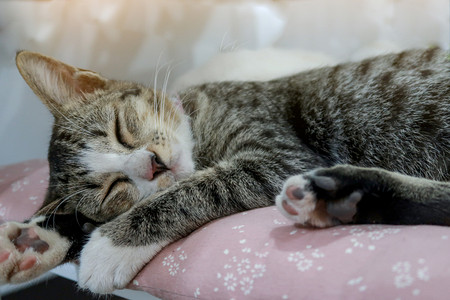 睡猫的完美梦图片