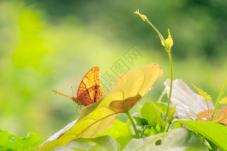 一只黄色的君主一只蝴蝶在森林里的天然叶上一只昆虫在泰国的坎沙那毛里图片