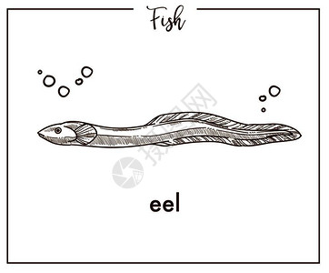 鳗鱼干手绘精美鳗鱼插画
