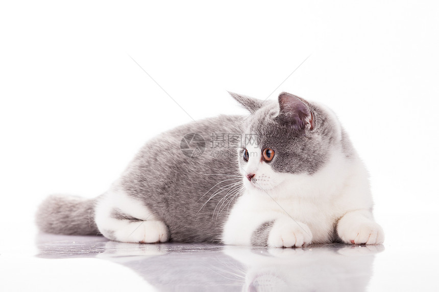 白色背景的美丽灰小猫图片